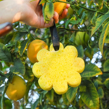 Spongellé Wild Flower Bath Sponge